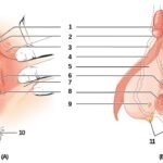 Appreciating the Vulva: The Anatomy of Female Sexual Wellness