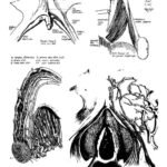 Understanding the Role of the Clit in Sexual Pleasure