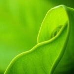 Green leaf unfurling, symbolizing health and vitality.